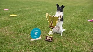 Flying Cake Beza: Tierheimhund wird Frisbee-Europameister