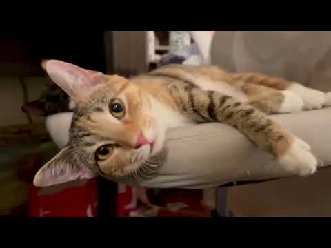 Video of adoptable pet named Lilibeth & Rosalia