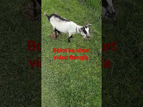 sagoli ka funny video Bangla #comedyvideos #animal #funny #bangla #animal #funnyclips #bokri