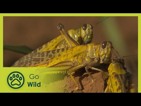 Locust Invasion - Go Wild