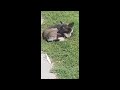 Cute Dog Sitting On Gross Lovely Looking Someone Whos That Dog PetLover FamilyDog Hammyandolivia C