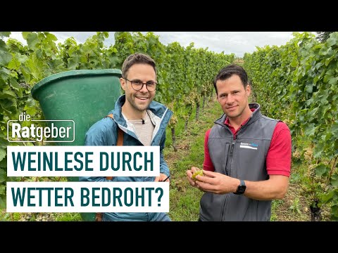 Grape harvest in the Rheingau | The Counselors