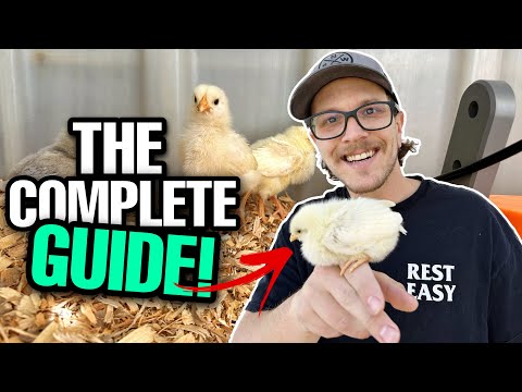 How To Raise New Baby Chicks | The ULTIMATE Guide!