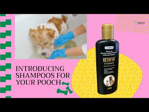 Ketoconazole shampoo for dogs