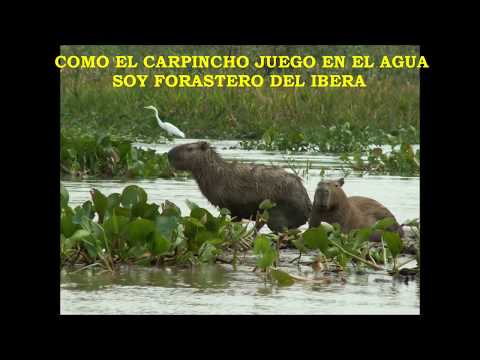 Soy forastero, chamamé - Cuarteto SANTA ANA (1974)
