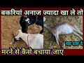 बकरी अनाज ज्यादा खा ले तो मरने से कैसे �