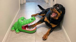 ANIMAIS MUITO DRAMÁTICOS QUE VÃO TE FAZER SORRIR