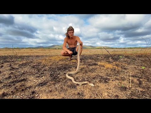 Catching the COASTAL TAIPAN Australia’s most DANGEROUS snake!