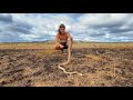 Catching the COASTAL TAIPAN Australia’s most DANGEROUS snake!