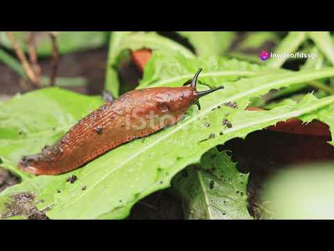 🌱 Ultimate Slug Control Guide: Keep Slugs Away From Your Garden! 🌱 | Top Gardening Tips