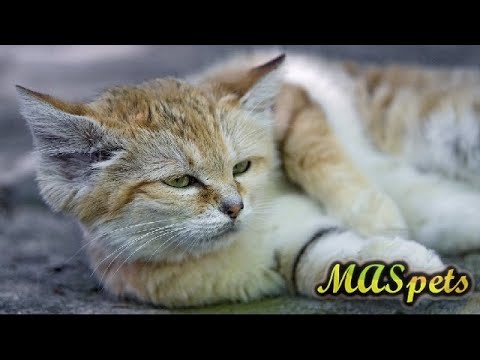 Sand Cats As Pets