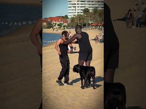 Dog Swap Prank Gone Wrong 😩 #funny #prank #comedy