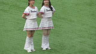 「東京ヤクルトスワローズ」 チアリーダー