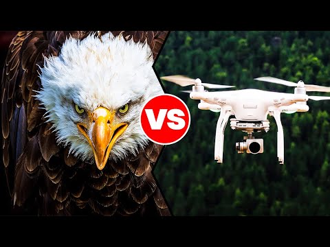 Eagle vs Military Drone: The SKY WAR You Weren’t Supposed to See