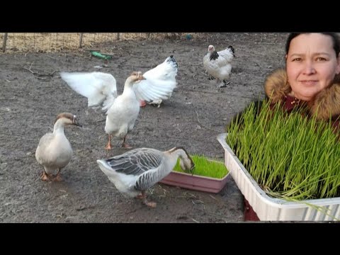 , title : 'Cum Creștem Producția de Ouă și menținem Găinile Sănătoase cu Iarbă de Grâu'