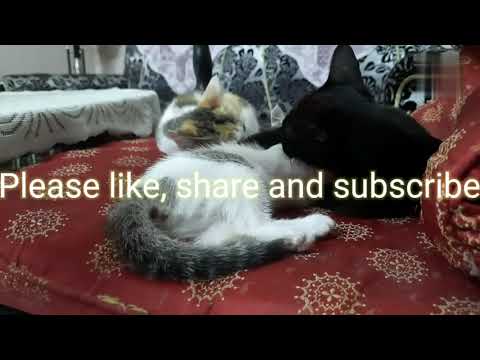 Cute little rescued kittens sleeping with mother cat who is not their own mother