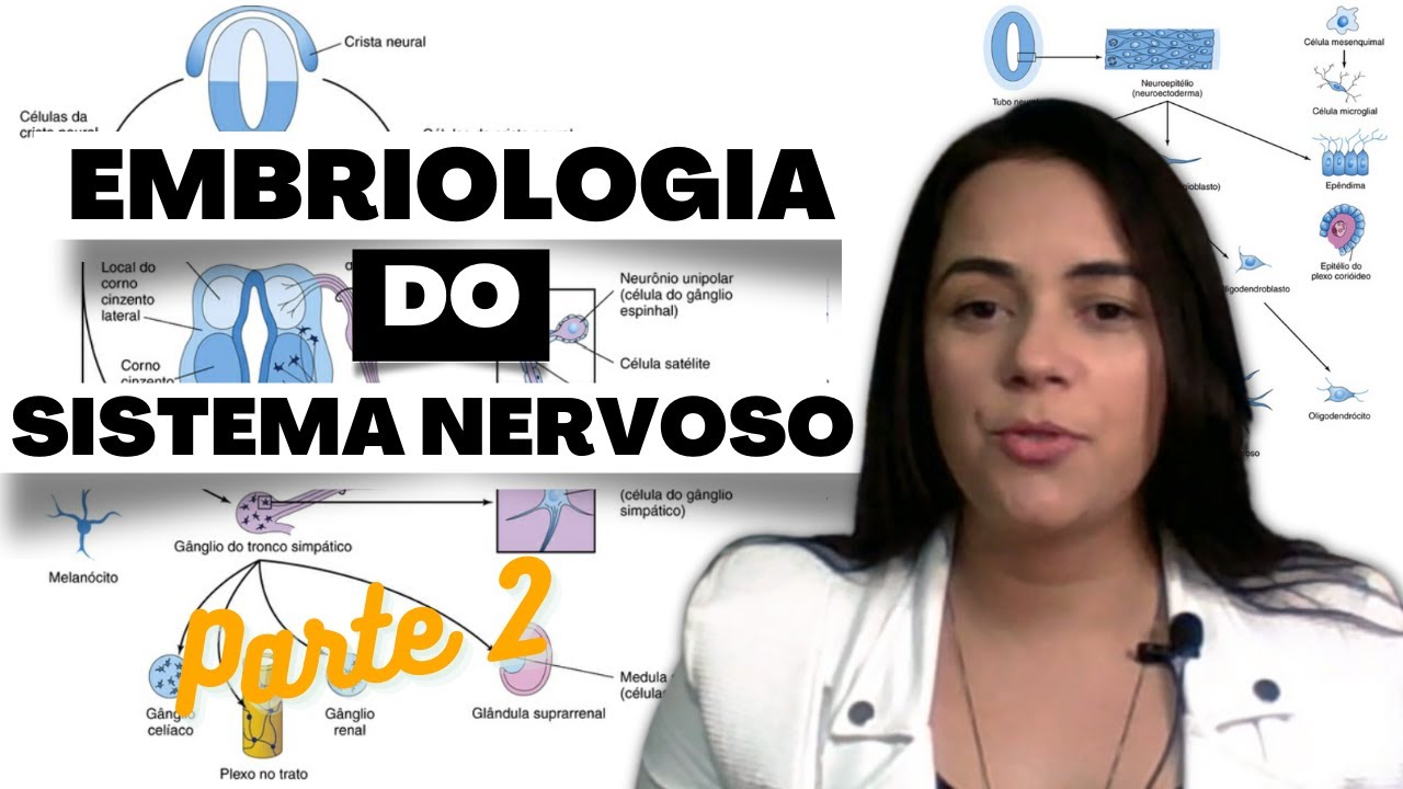 Desenvolvimento embrionário do Sistema Nervoso - parte 2