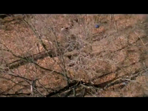 Trailer still of characters peering into darkness, suggesting unseen presence in the woods