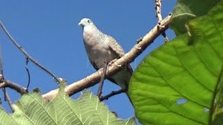 Download lagu zebra dove bird natural sound call in the wild mp3