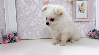 ハーフ犬の動画01