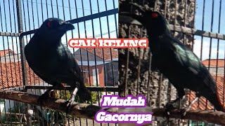 Download lagu BURUNG CUCAK KELING Gacor & Teler mp3