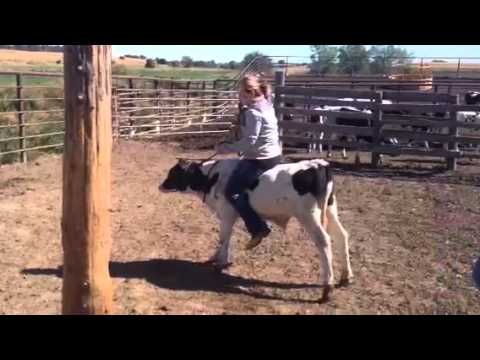 Calf riding