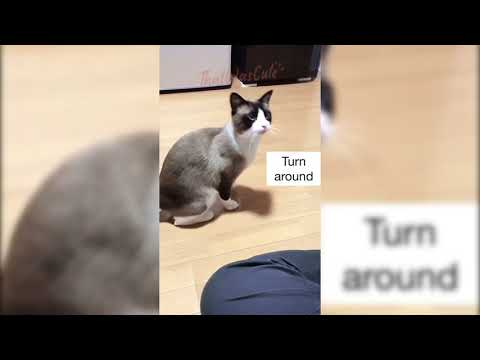 Cat Being Smart Compilation Video 2021 - ThatWasCute