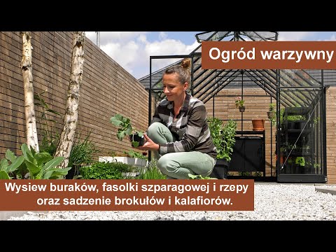 , title : 'Uprawa warzyw w ogrodzie. Wysiew buraków, fasolki i rzepy oraz sadzenie brokułów i kalafiorów.'