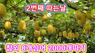 참외 8개심에 2000개따기~목숨건 순지르기 세상에 이런일이,달인,참외순지르기,적심,순치기 참외 재배방법,웃…