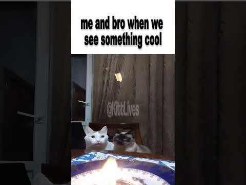 Cats Are Surprised