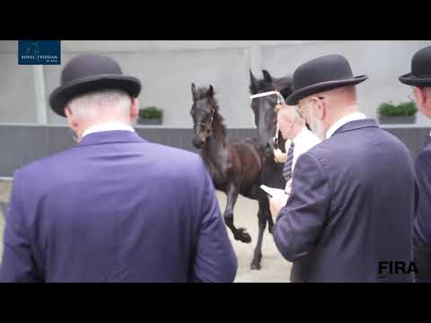 Veulenkeuring fokvereniging Het Friese Paard Wolvega 15-8-2020