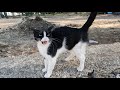 Tuxie The Cat Responds To Me With Her Cute Meows And Trills