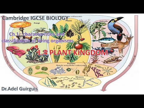 Plant Kingdom | IG OL Biology