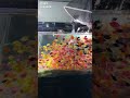 Fish And Fishing Videos For All Shorts Short Ashortaday Aquarium Fishingvideo