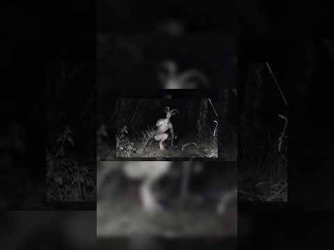 Skinwalkers Caught on camera?!? 🤯