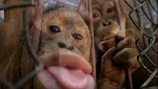 Die Affen Rasen Durch Den Wald