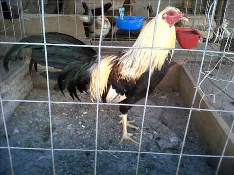 Los tigres del norte - El rengo del gallo giro