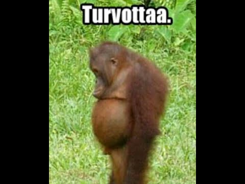 Kyl tällä hyvin pärjää