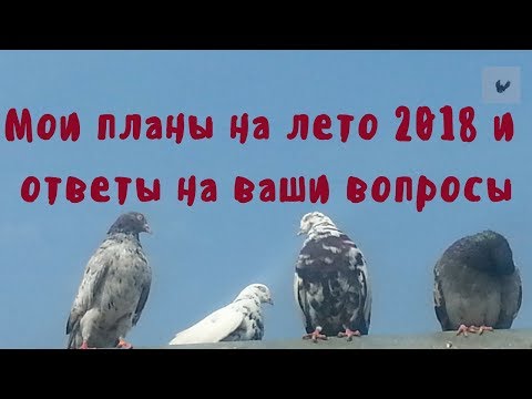 Мои планы о николаевских голубях на лето 2018 Ответы на ваши вопросы