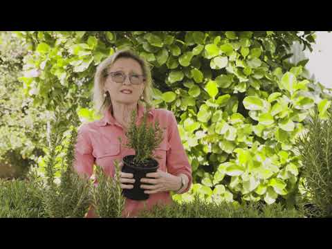 How to grow Rosemary in the Tropics