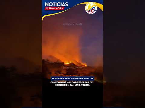 Conejo bebé no logró escapar del incendio en San Luis, Tolima.