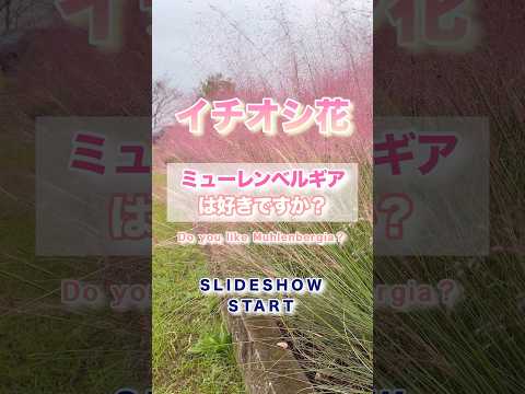 灰が好きな植物は何ですか?完全なガイド  庭園