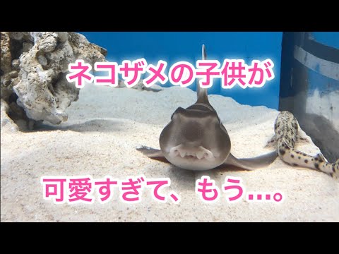 ネコザメの正面顔（アクアワールド大洗）