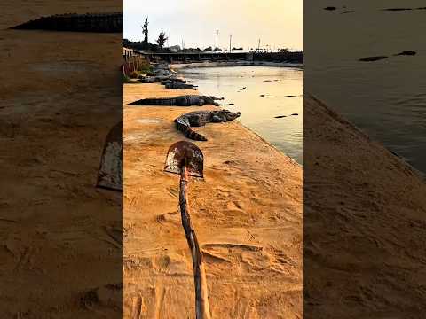 ¡Demasiados cocodrilos escaparon del estanque! ¿Podrá devolverlos a todos? 🐊😱😨🌊