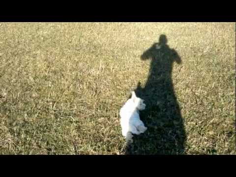 La izvorul caprioarelor Aghires