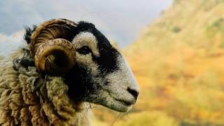 Passion In My Heart (Nicholas Gunn)