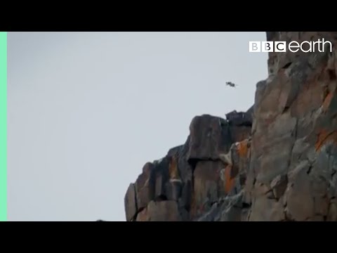 , title : 'Baby Chick Jumps Off Cliff | Life Story | BBC Earth'