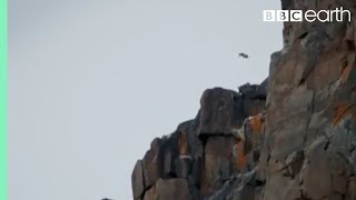 Chick Jumps Off Cliff | Life Story | BBC Earth