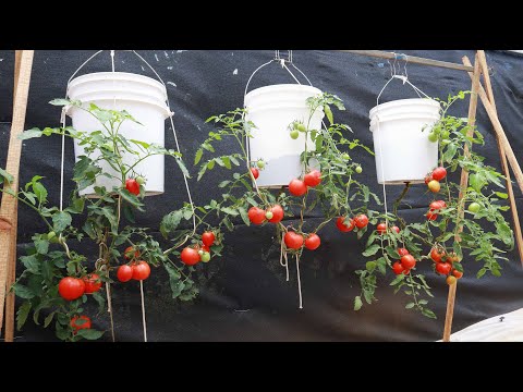 , title : 'Amazing tomato growing ideas - Hanging upside down tomatoes - Hanging tomato garden'