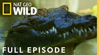 Croc Coast (Full Episode) | Florida Untamed